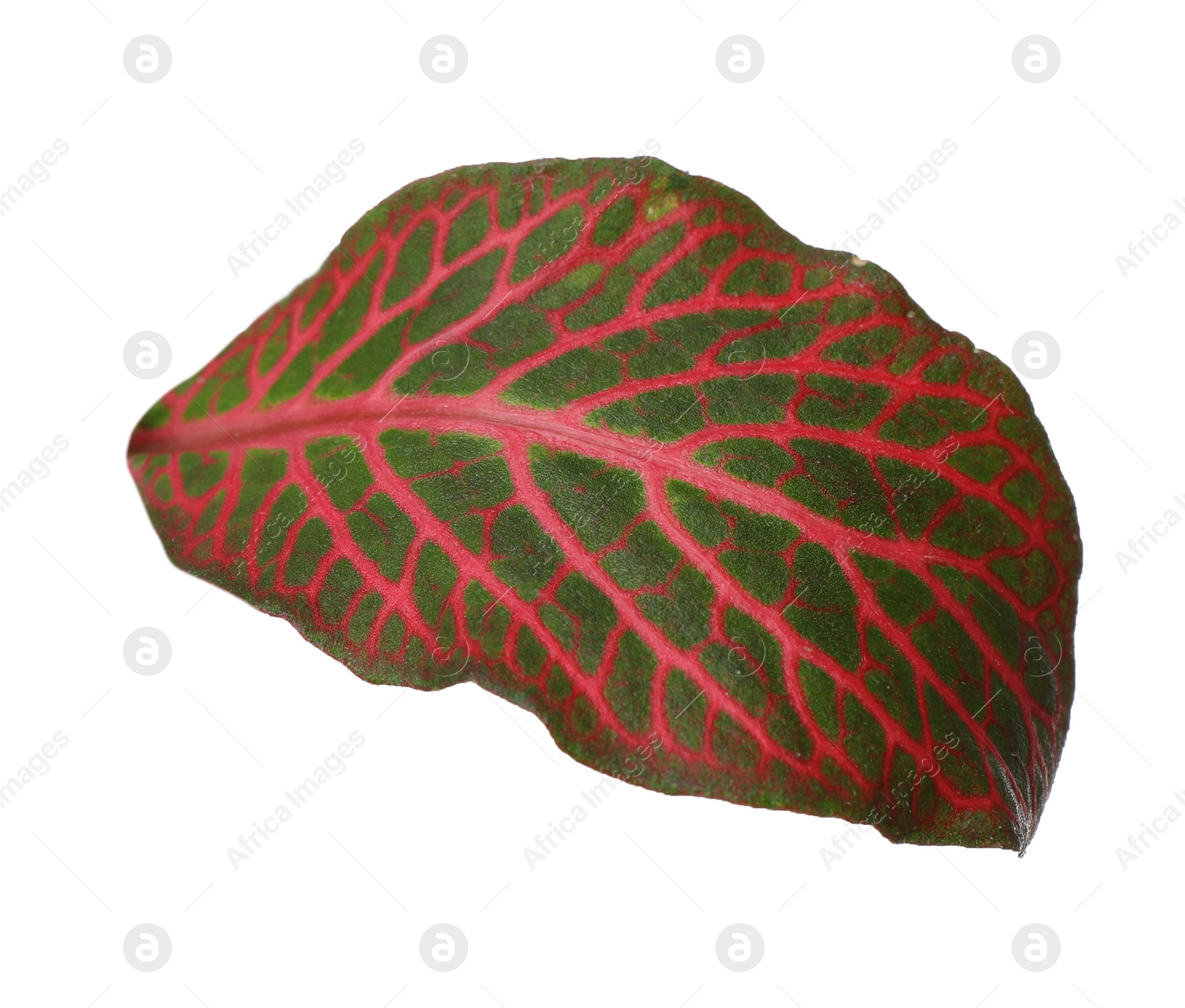 Photo of Leaf of tropical fittonia plant on white background