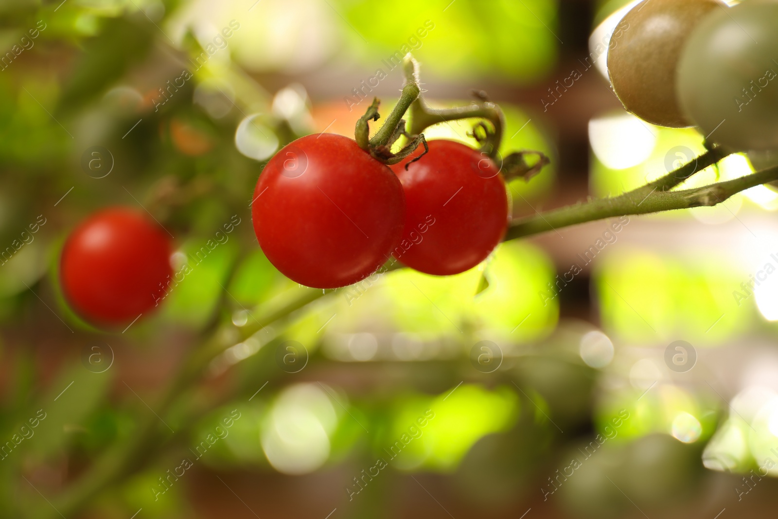 Photo of Tomato plant with ripe fruits on blurred background, closeup