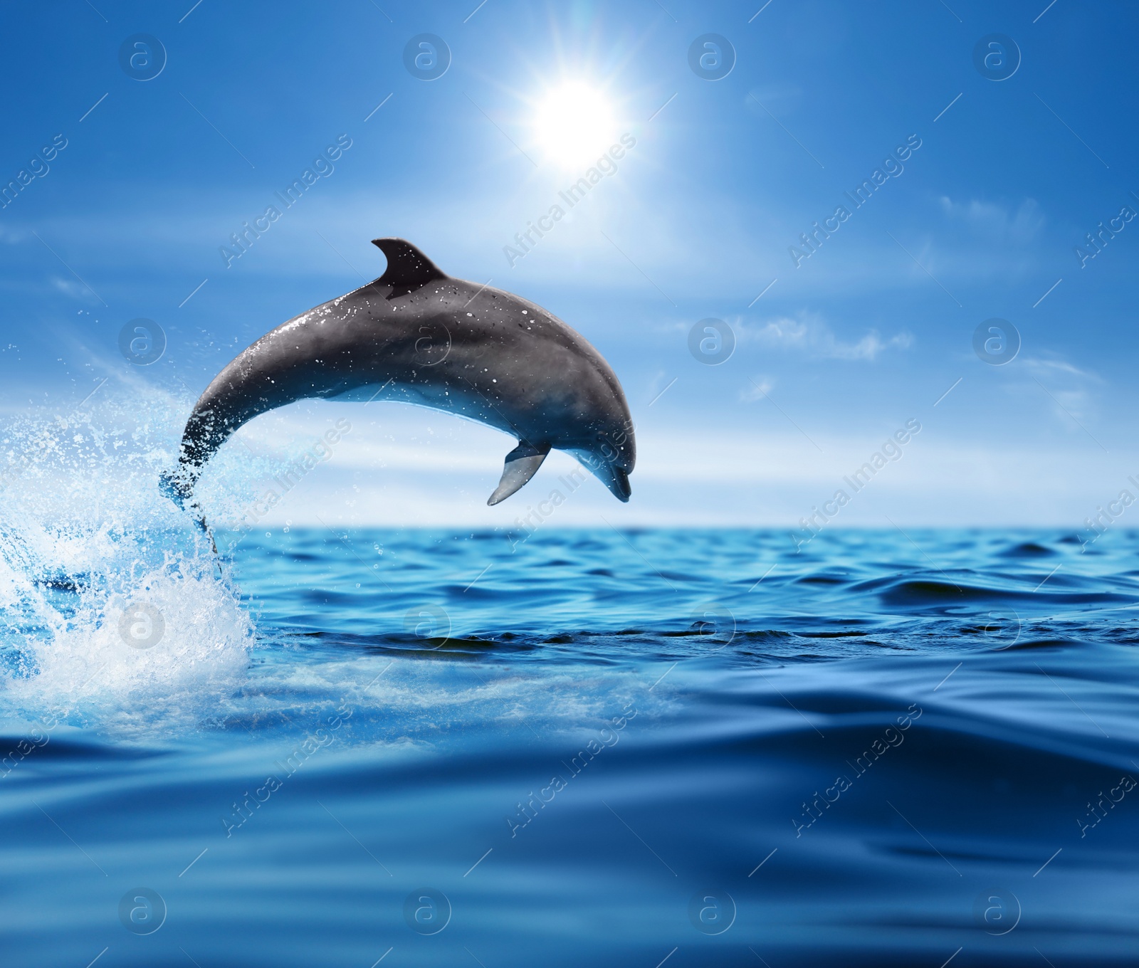 Image of Beautiful bottlenose dolphin jumping out of sea with clear blue water on sunny day 