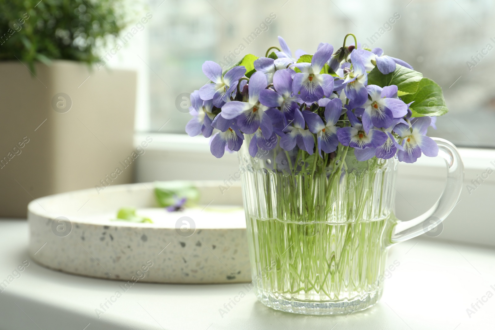 Photo of Beautiful wood violets in glass cup on window sill indoors, space for text. Spring flowers