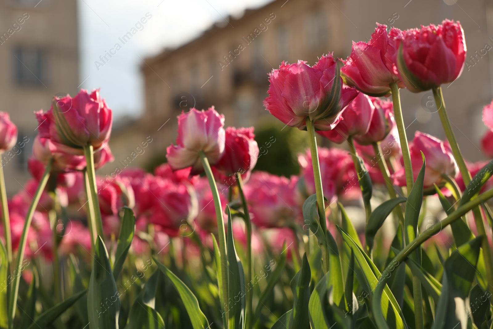 Photo of Beautiful colorful tulips growing in flower bed