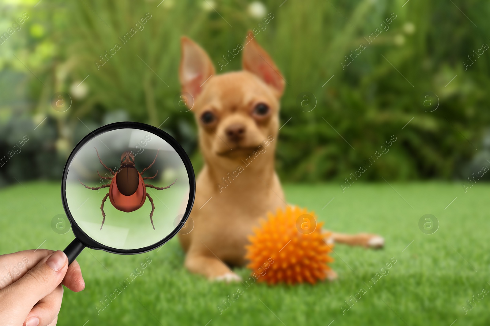 Image of Cute dog outdoors and woman showing tick with magnifying glass, selective focus. Illustration