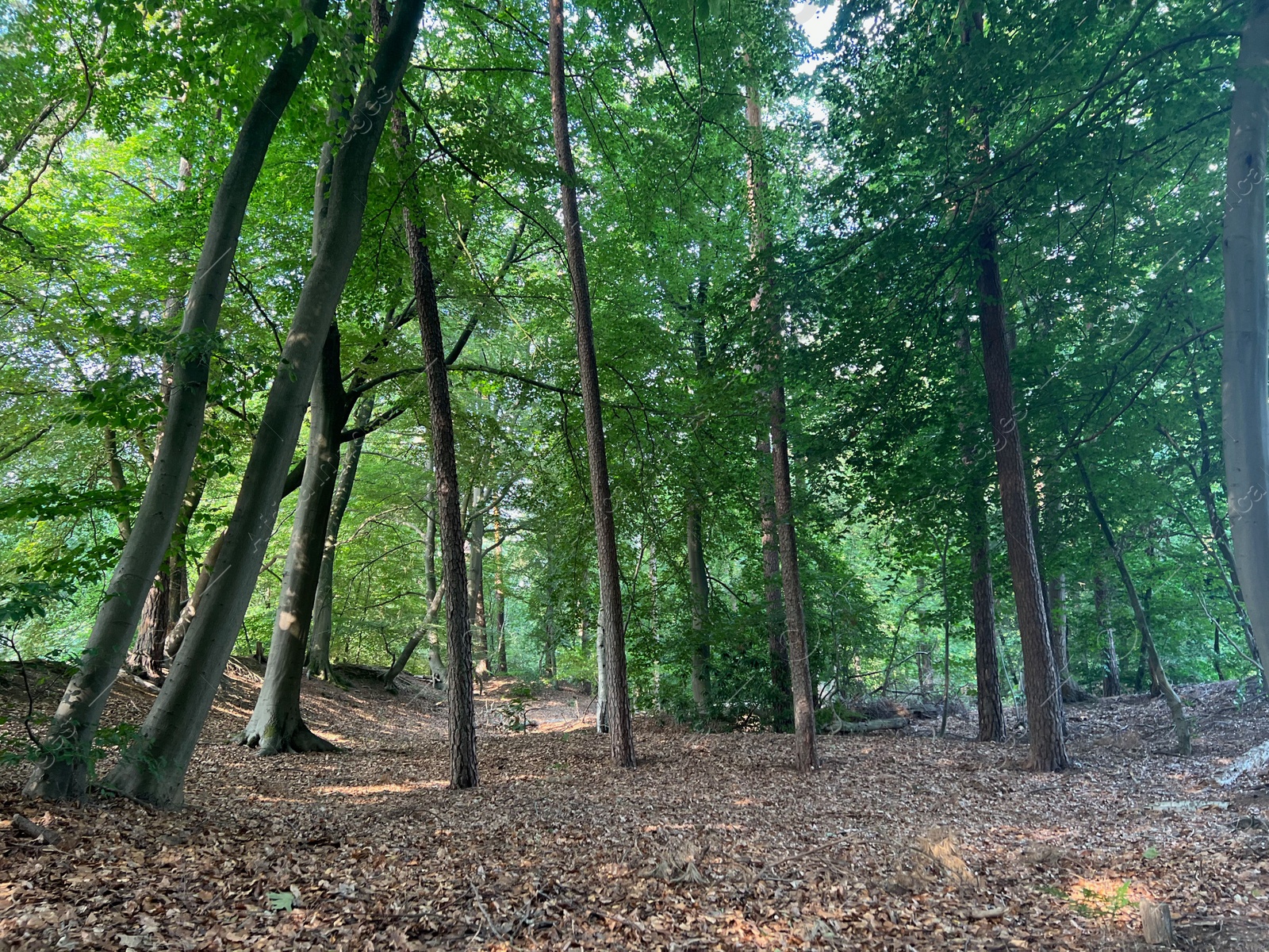 Photo of Beautiful green trees and fallen leaves covering ground in forest