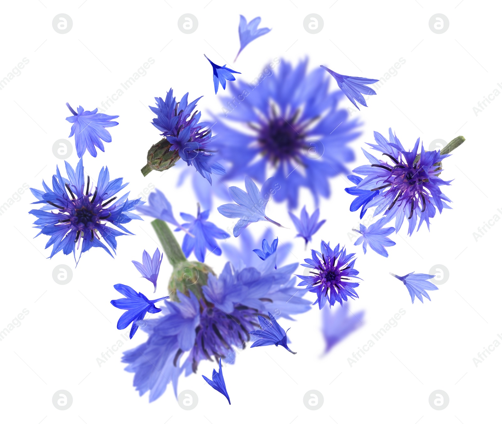 Image of Bright blue cornflowers in air on white background