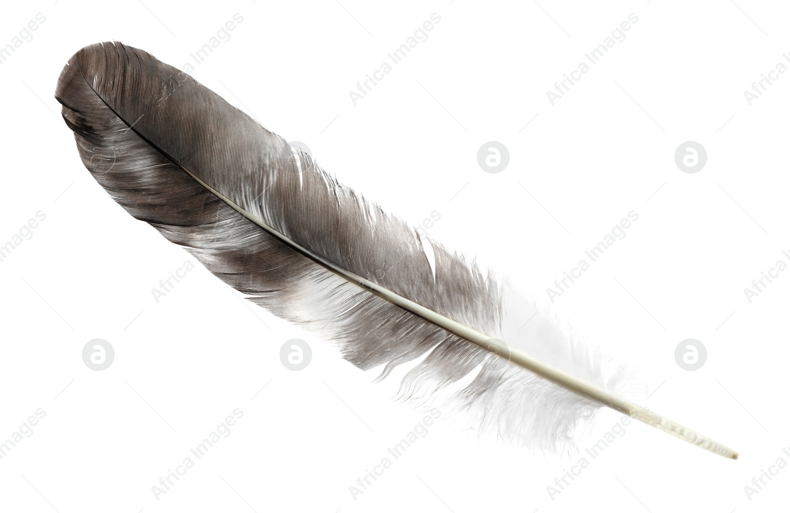 Photo of Beautiful grey bird feather isolated on white