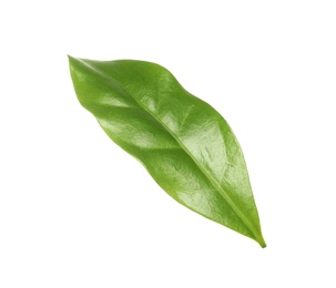 Photo of Fresh green coffee leaf isolated on white