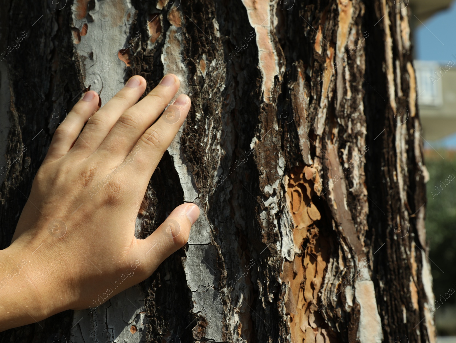 Photo of Boy touching tree trunk outdoors on sunny day, closeup