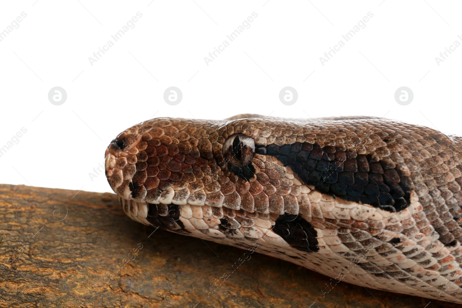 Photo of Brown boa constrictor on tree branch against white background, closeup