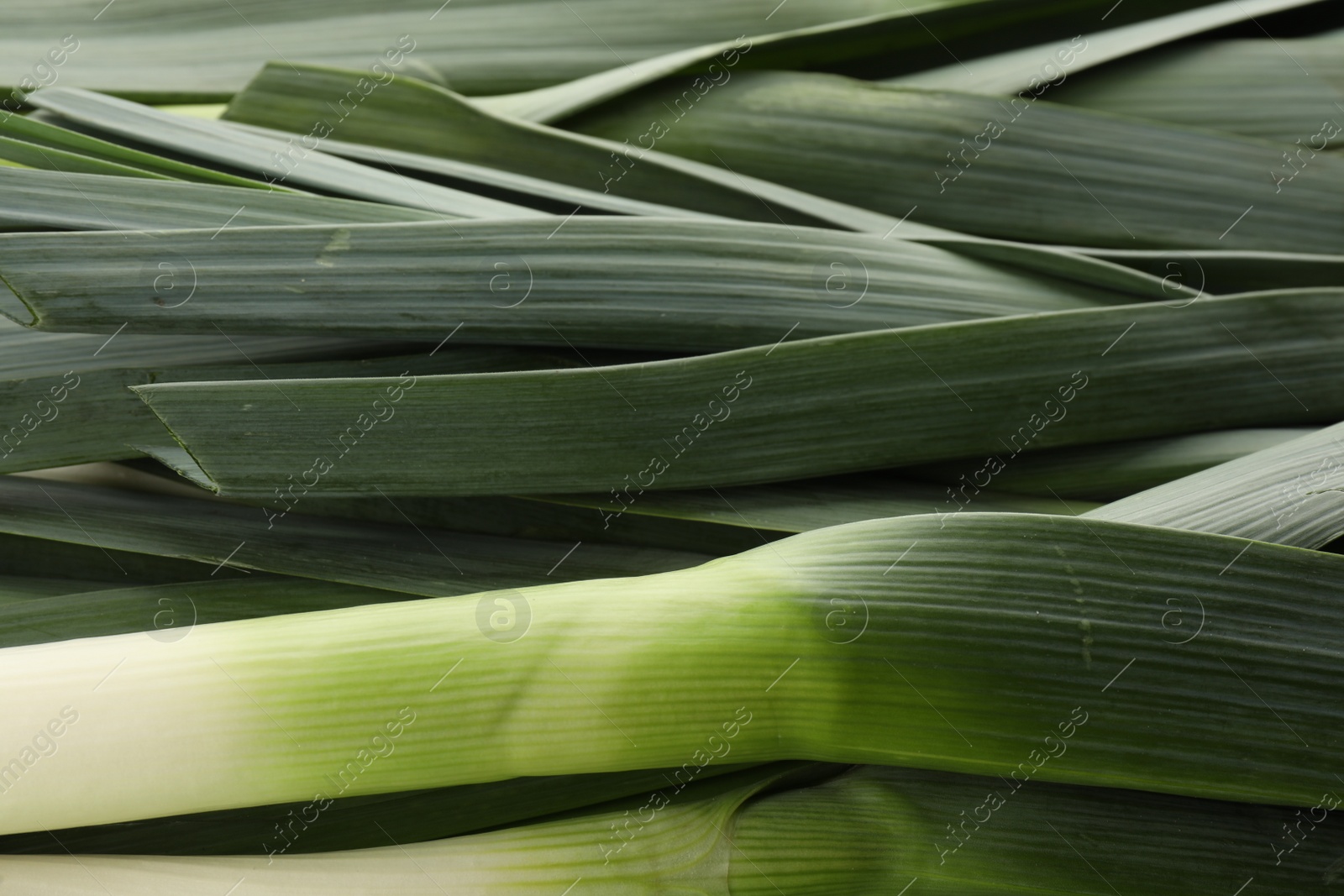 Photo of Fresh raw leeks as background, closeup view