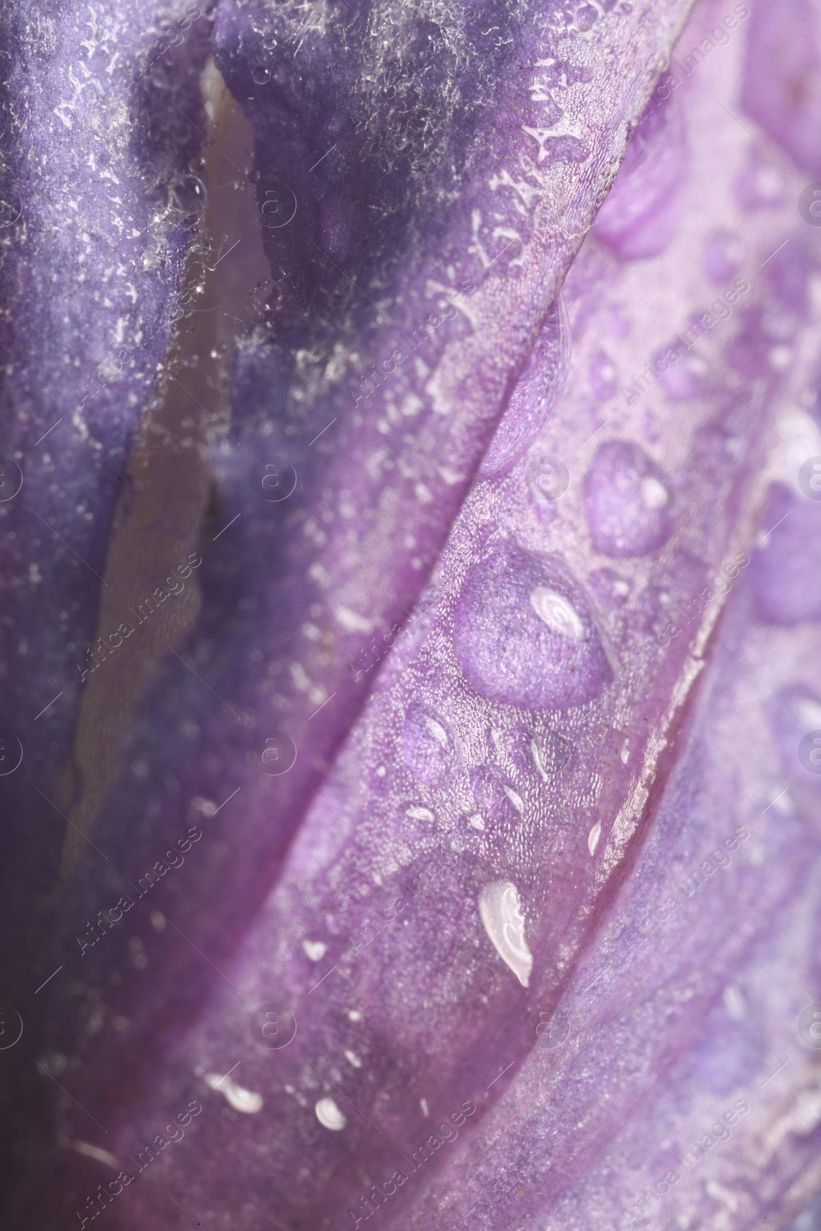 Photo of Beautiful purple Clematis flower with water drops as background, macro view