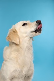 Cute Labrador Retriever showing tongue on light blue background