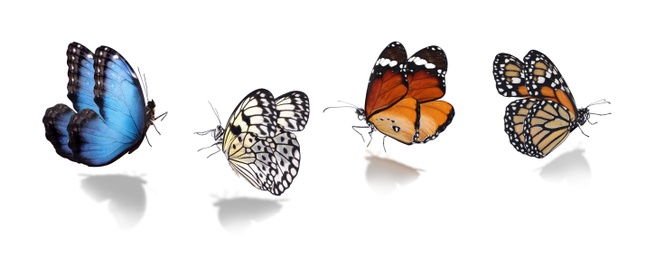 Image of Set of different beautiful butterflies on white background. Banner design 