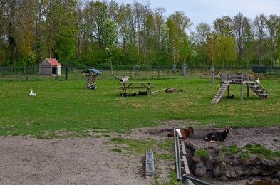 Geese, ducks and goats on green lawn at farm