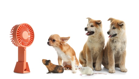 Image of Cute dogs, guinea pig and rat near fan on white background. Summer heat