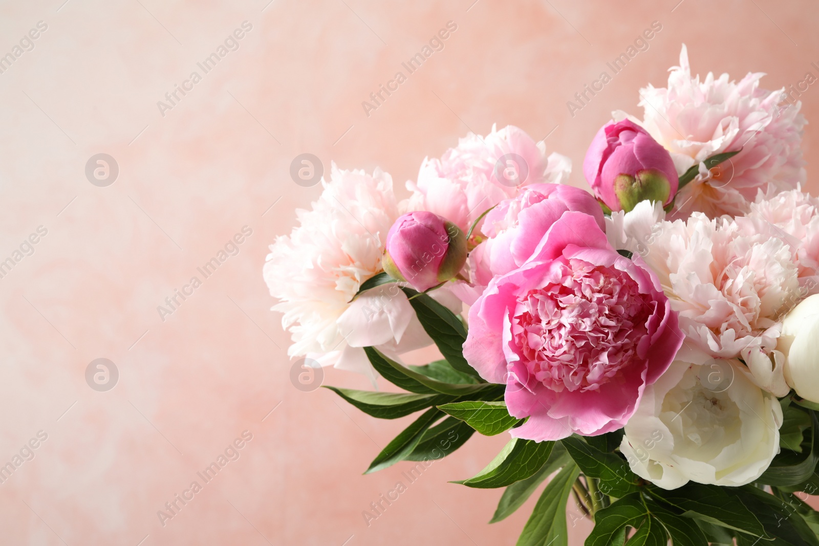 Photo of Beautiful peony bouquet on pink background, closeup