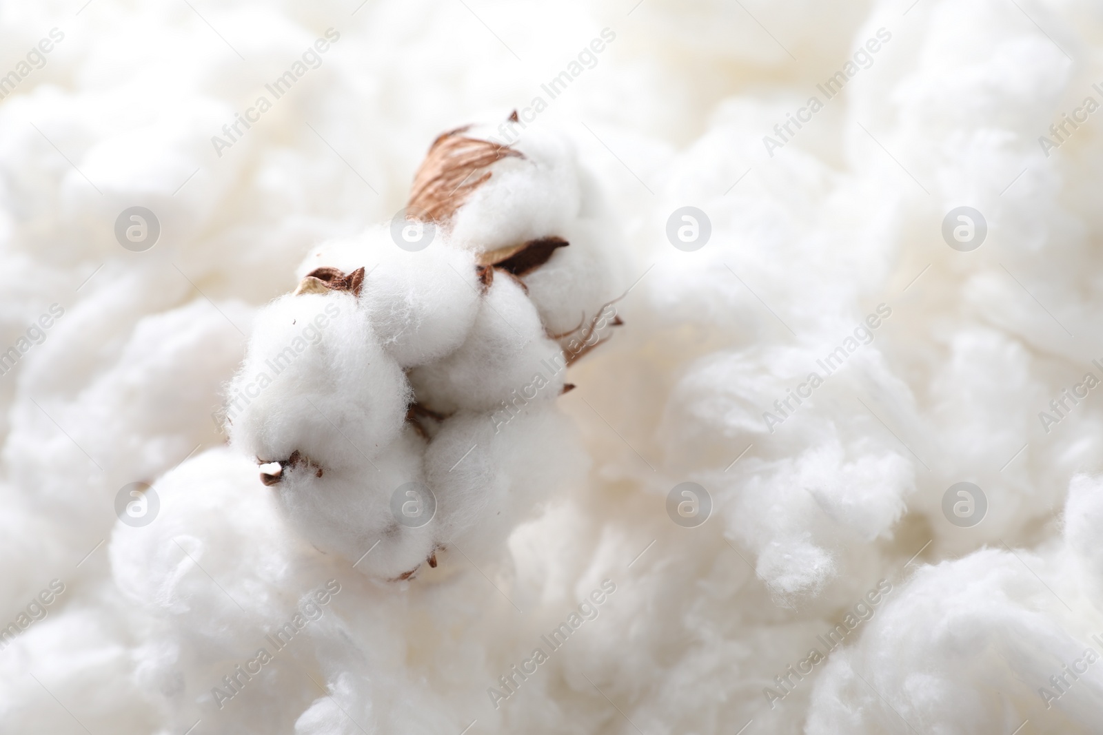 Photo of Soft flowers on clean cotton, closeup. Space for text