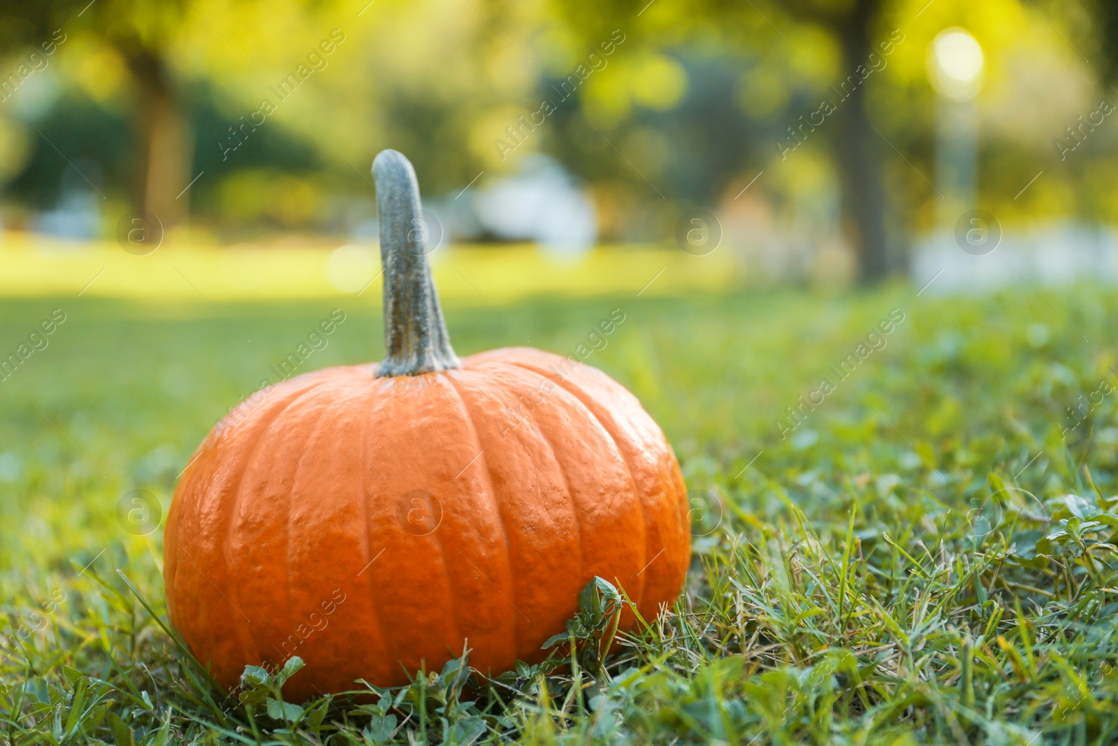 Photo of Fresh ripe orange pumpkin on green grass