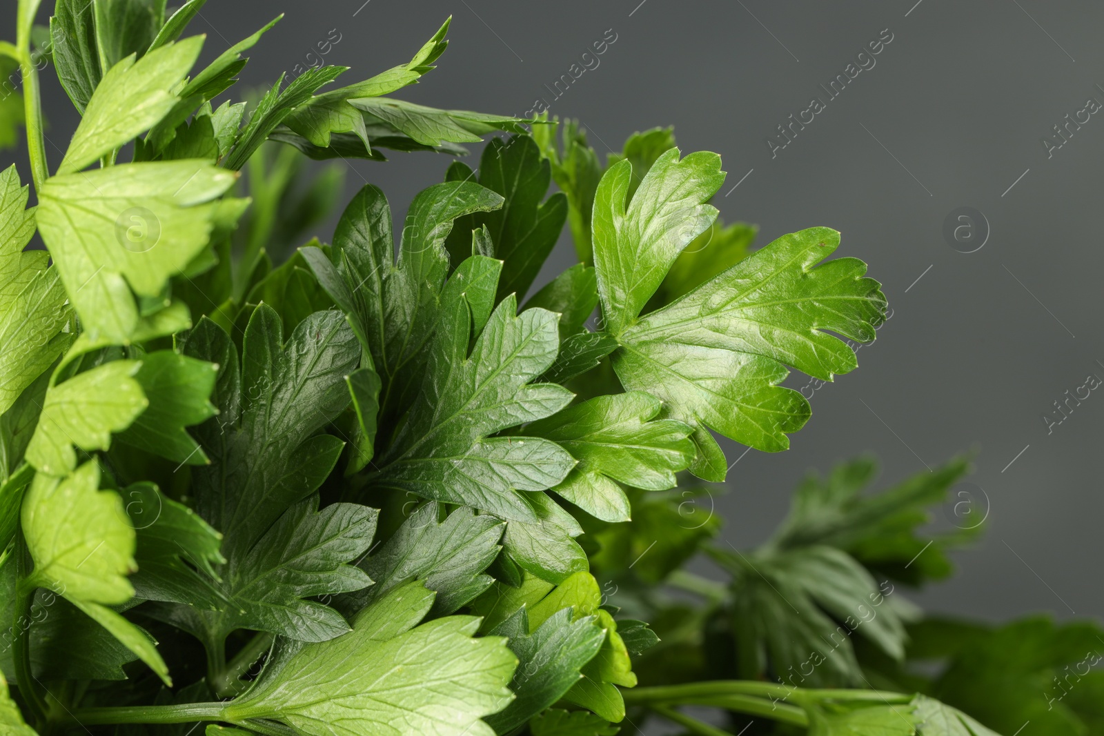 Photo of Fresh green parsley leaves on grey background, closeup