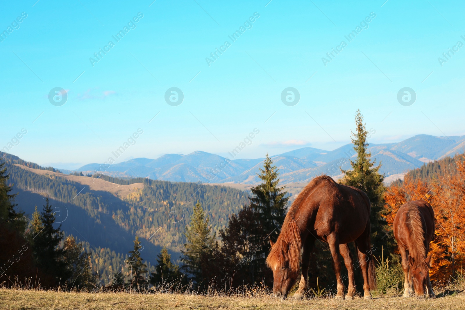 Photo of Brown horses grazing in mountains on sunny day. Beautiful pets