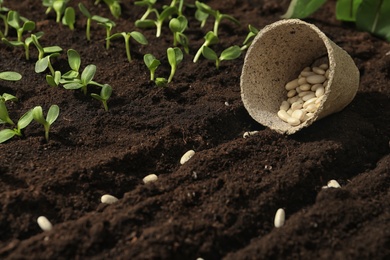 Photo of Peat pot with white beans on fertile soil. Vegetable seeds