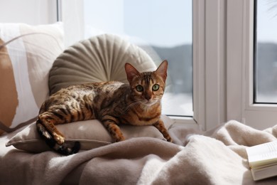 Photo of Cute Bengal cat lying on windowsill at home. Adorable pet
