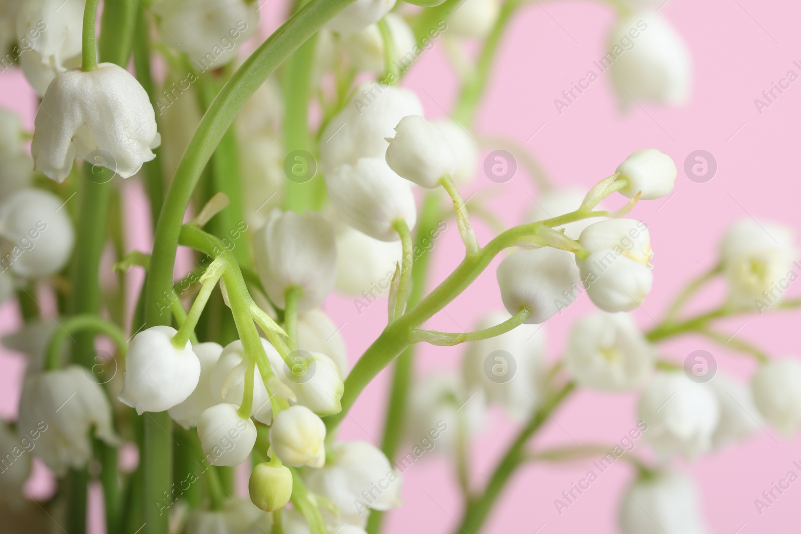 Photo of Beautiful lily of the valley flowers on pink background, closeup