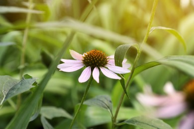 Beautiful pink Echinacea flower growing outdoors, closeup