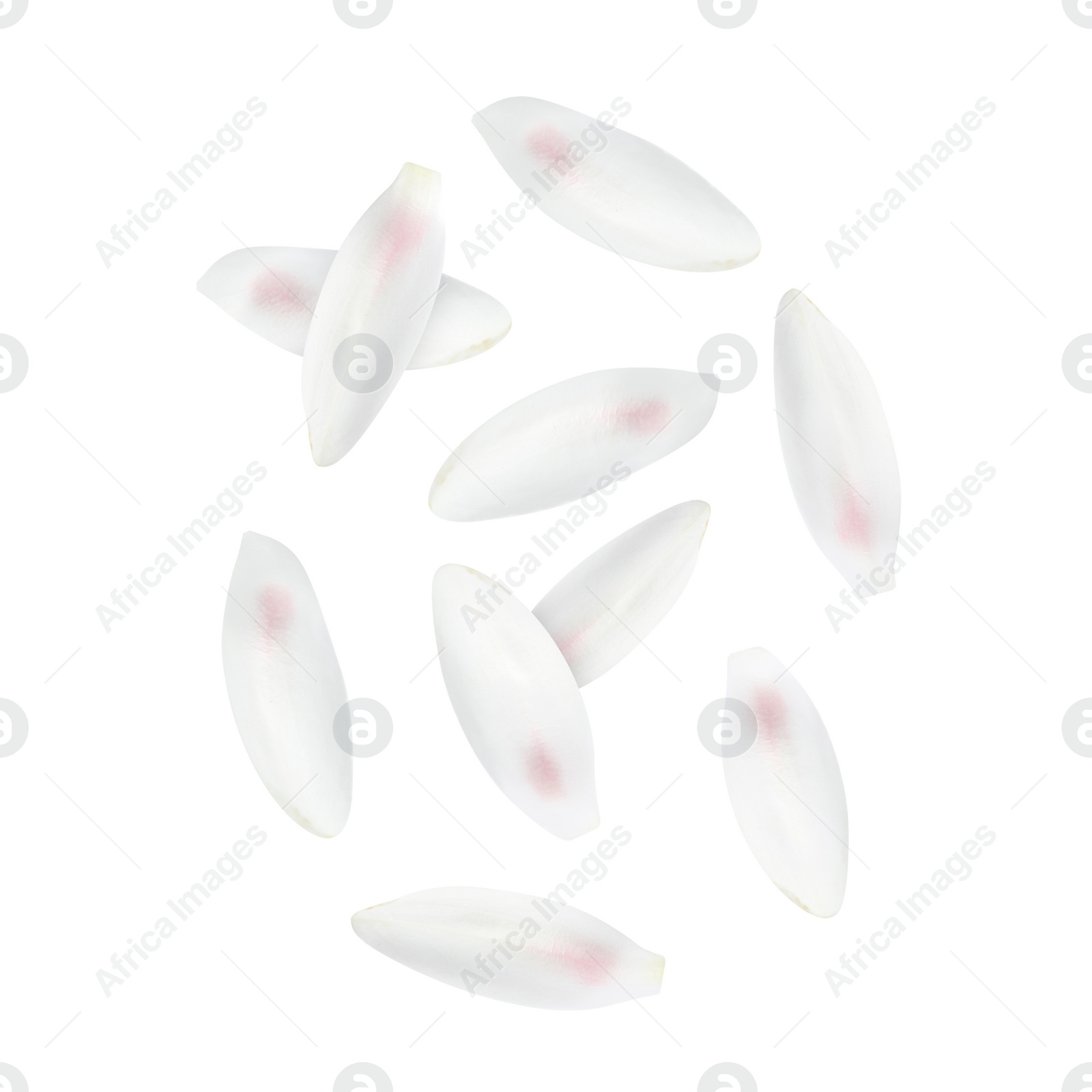 Image of Lotus flower petals falling on white background