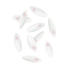 Image of Lotus flower petals falling on white background