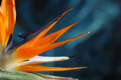 Image of Bird of Paradise tropical flower on blurred background, closeup