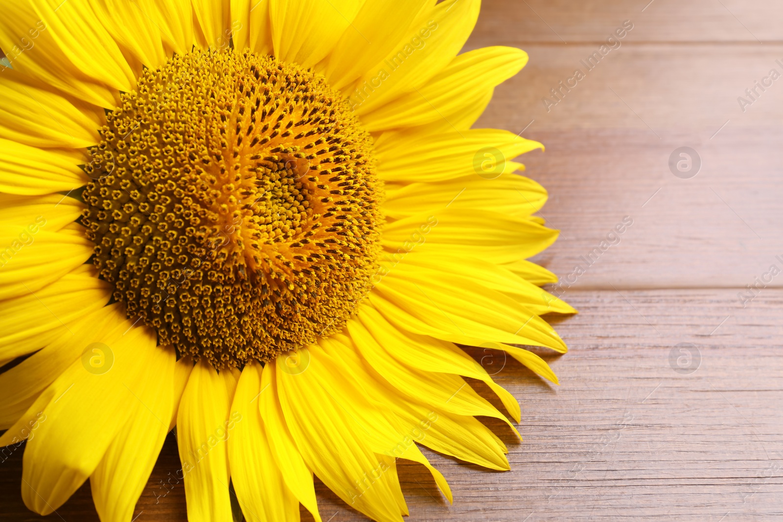 Photo of Beautiful bright sunflower on wooden background, closeup