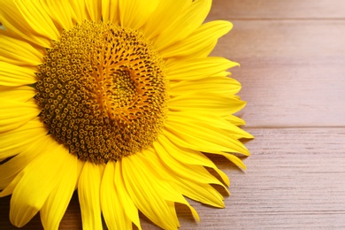 Photo of Beautiful bright sunflower on wooden background, closeup