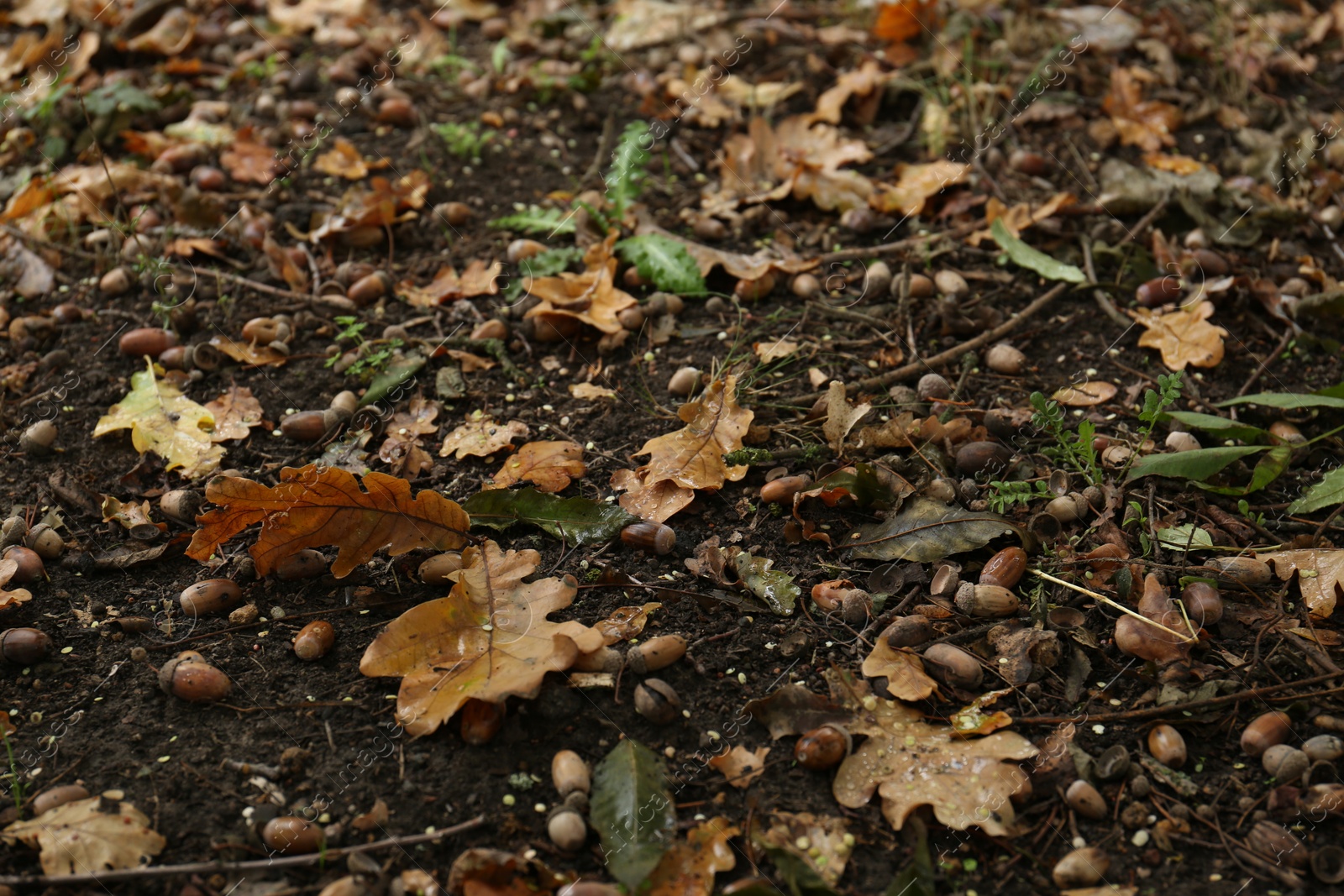 Photo of Fallen oak leaves and acorns on ground in autumn