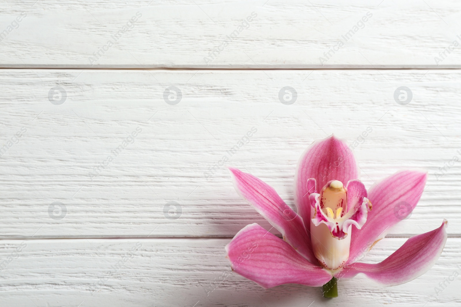 Photo of Beautiful tropical orchid flower on white wooden background, top view. Space for text