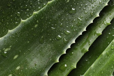 Fresh aloe vera leaves with water drops as background, top view