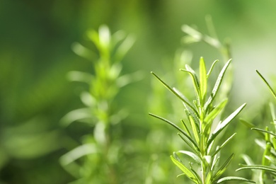 Photo of Twig of fresh rosemary on blurred background, closeup. Space for text