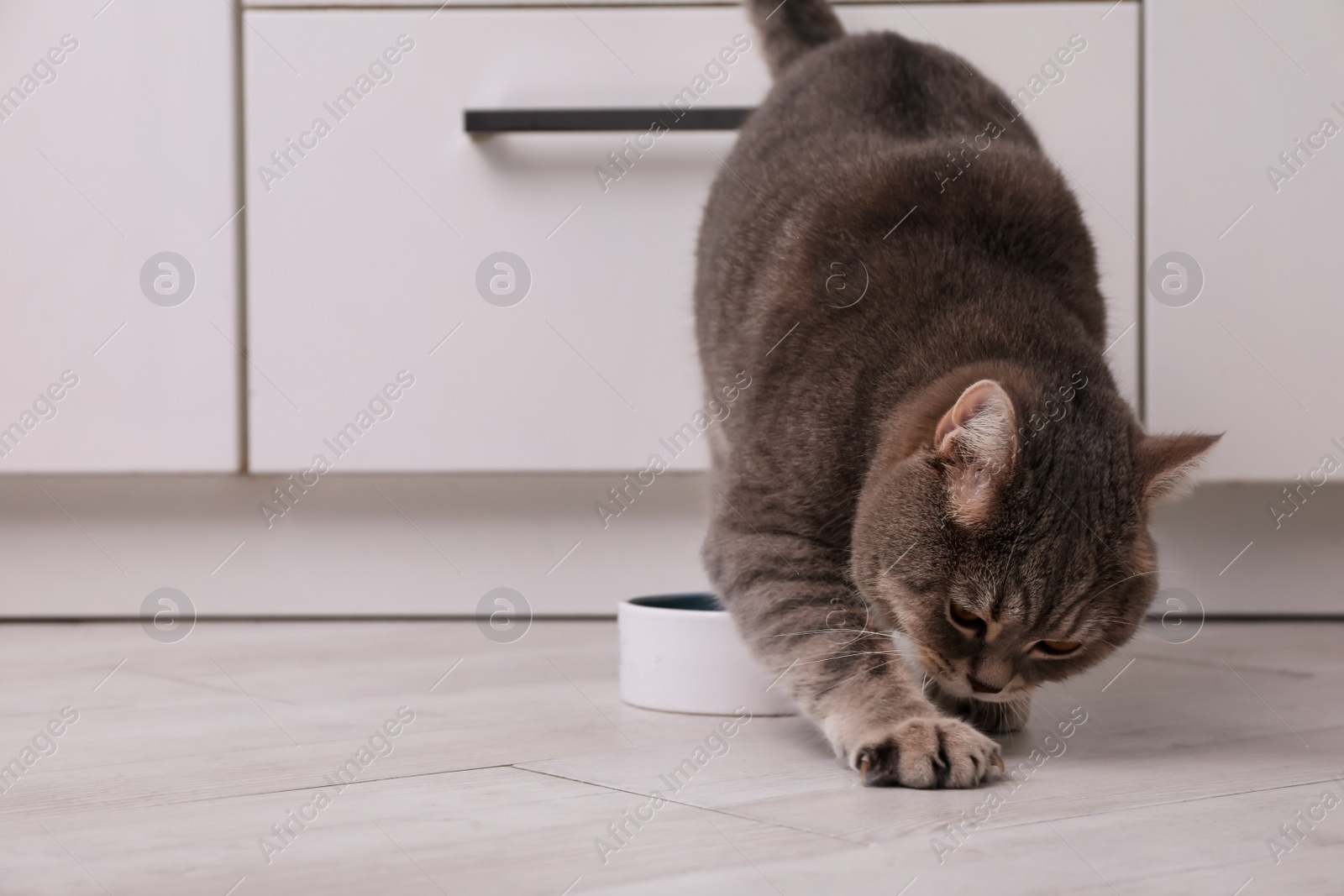 Photo of Cute Scottish straight cat playing near feeding bowl at home. Space for text