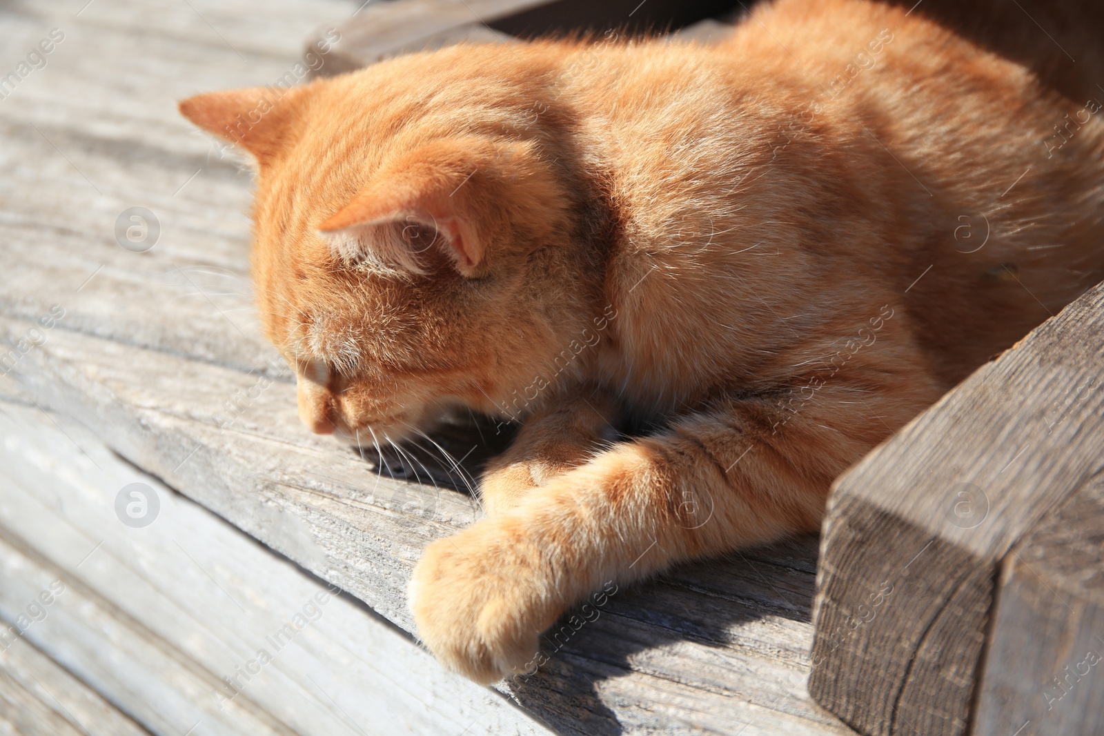 Photo of Lonely stray cat outdoors on sunny day . Homeless animal