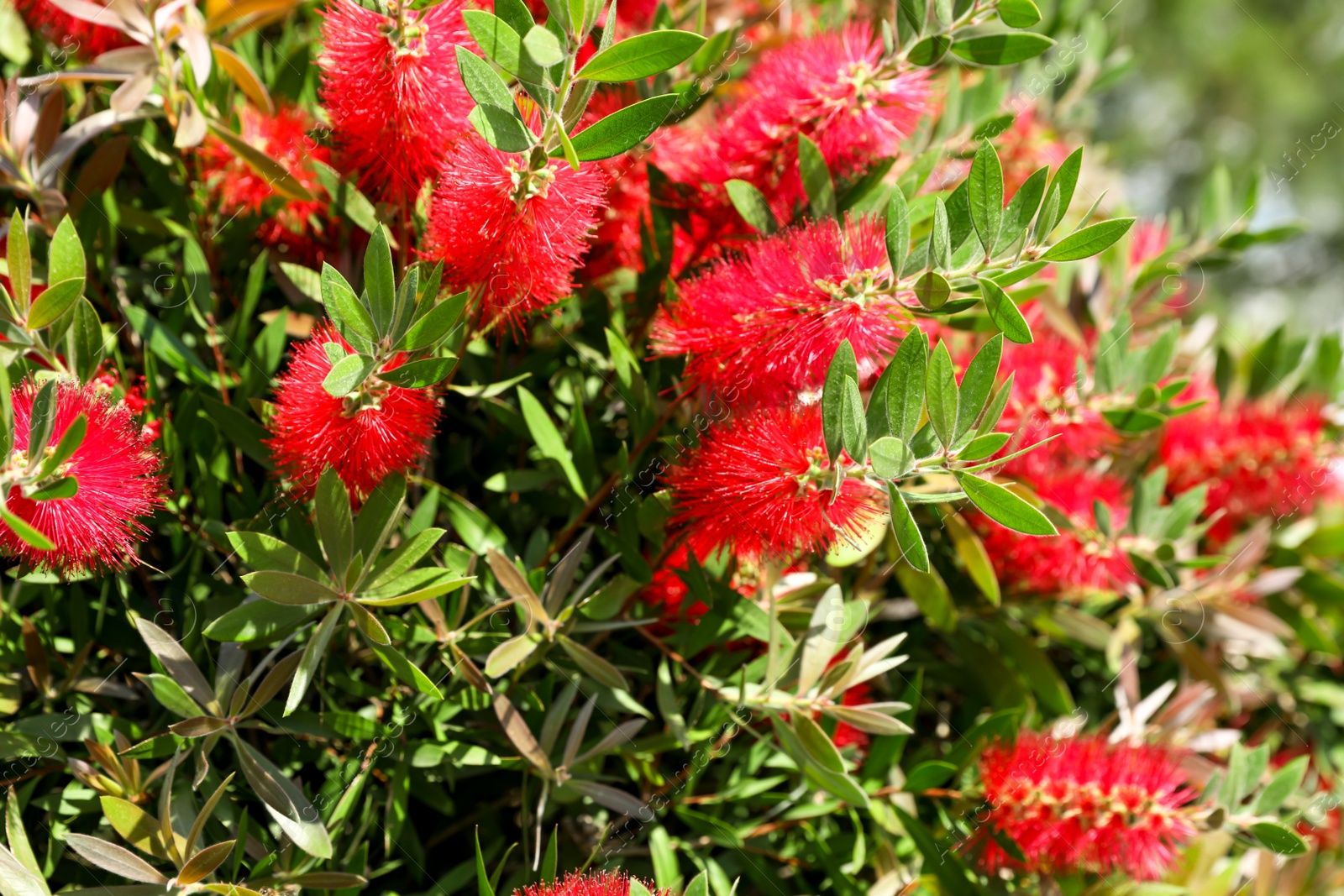 Photo of Beautiful blooming crimson bottlebrush outdoors on sunny day. Tropical plant