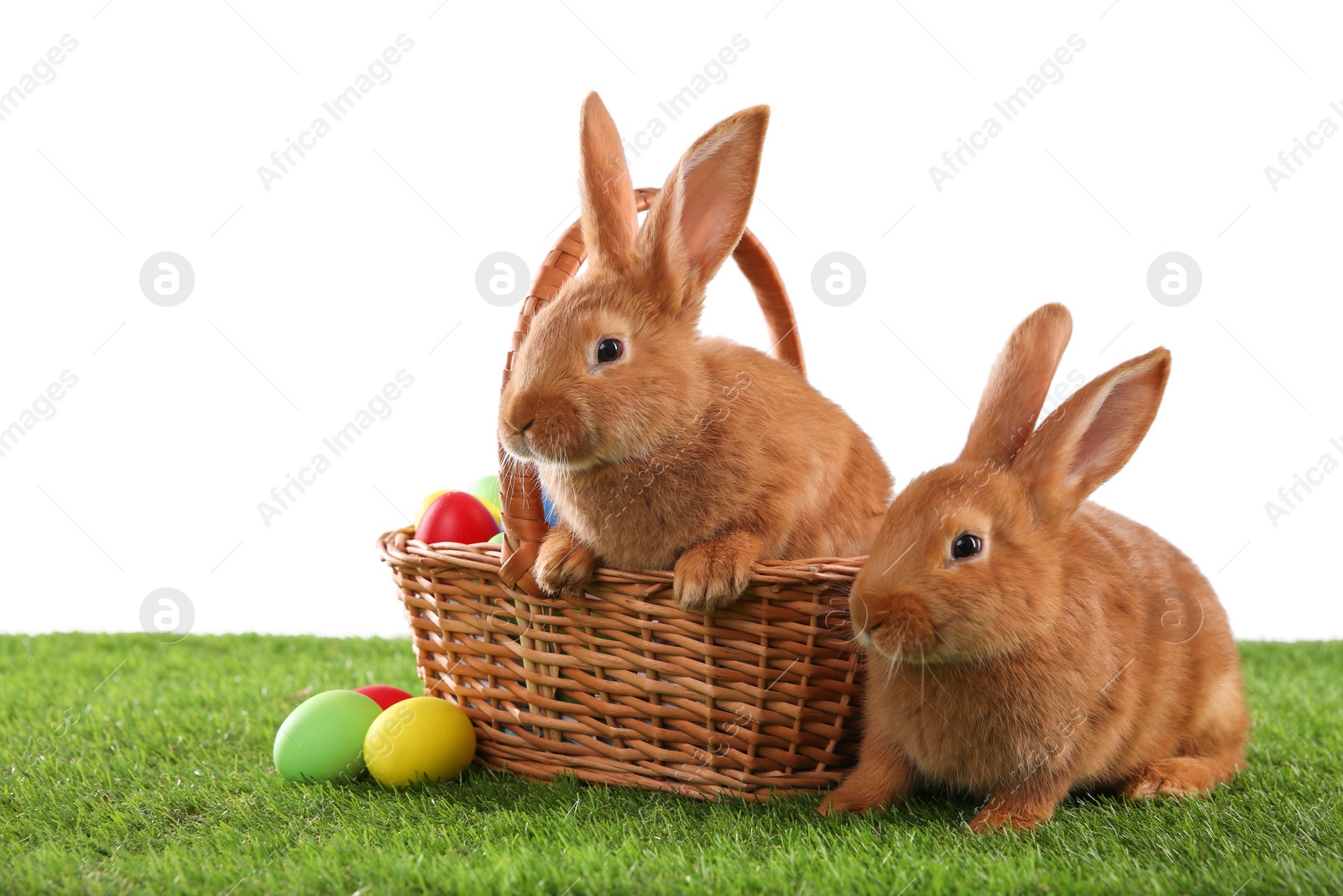 Photo of Cute bunnies and Easter eggs on green grass against white background