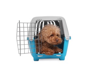 Travel with pet. Cute dog in carrier on white background