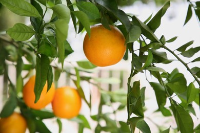 Photo of Fresh ripe orange growing on tree outdoors