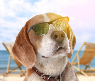 Image of Adorable Beagle dog with sunglasses on sunny beach
