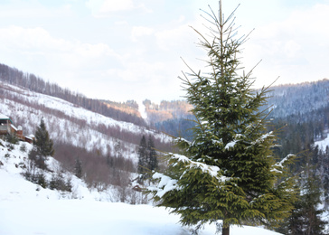 Beautiful spruce covered with snow outdoors on winter day