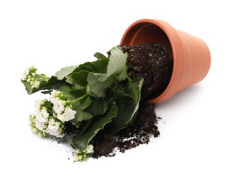 Photo of Overturned terracotta flower pot with soil and kalanchoe plant on white background