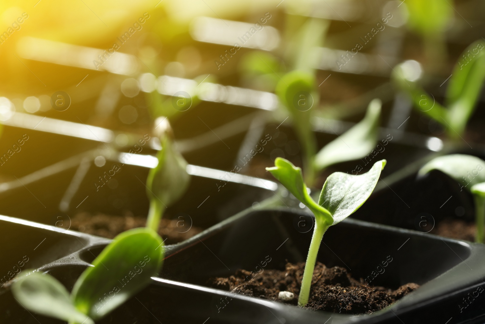 Image of Plastic tray with young vegetable plants grown from seeds in soil, closeup