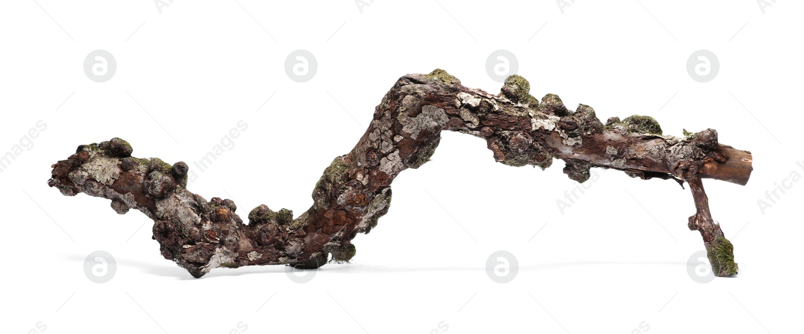 Photo of Dry tree branch with moss isolated on white