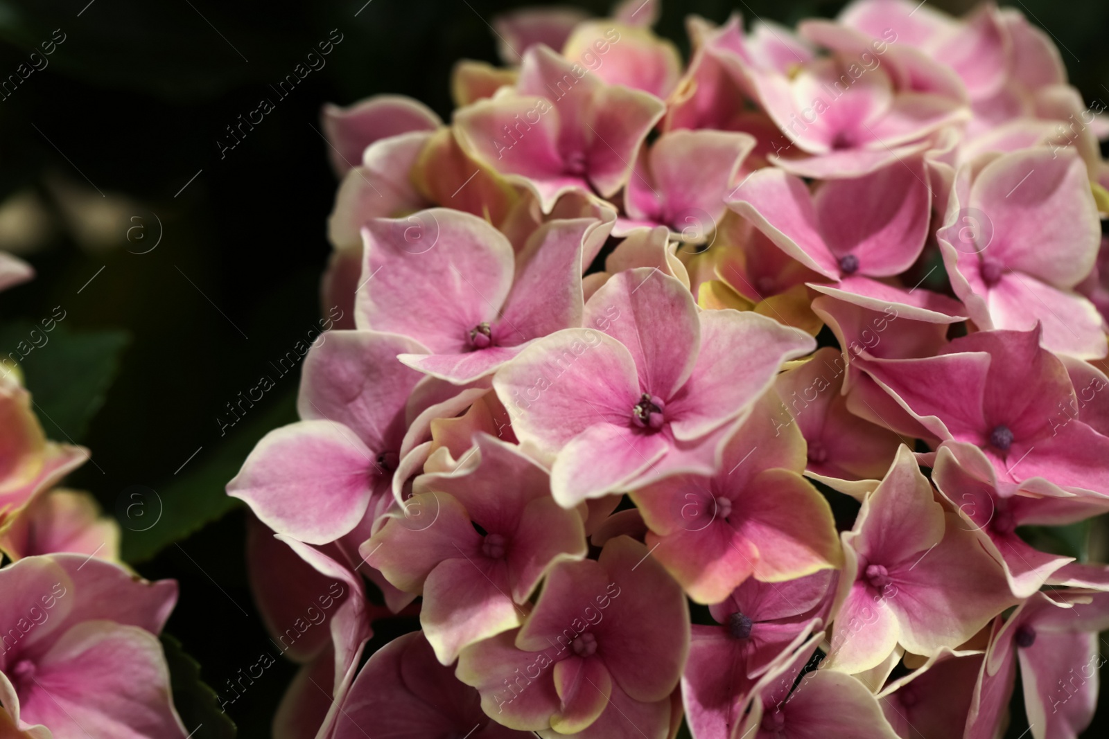 Photo of Beautiful blooming pink hortensia flowers, closeup view