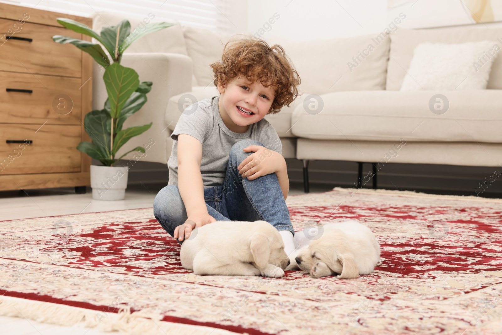 Photo of Little boy with cute puppies on carpet at home