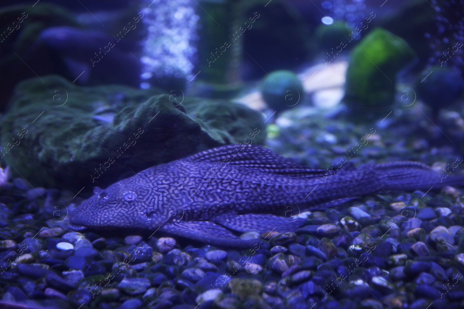 Photo of Leopard catfish at bottom of clear aquarium